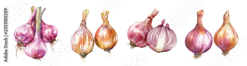Minimal yet artistic elements for creative designs. hand-drawn paint, Simple Illustration, A beautiful painting of a shallot onion, EPS format, Set of Watercolor, 