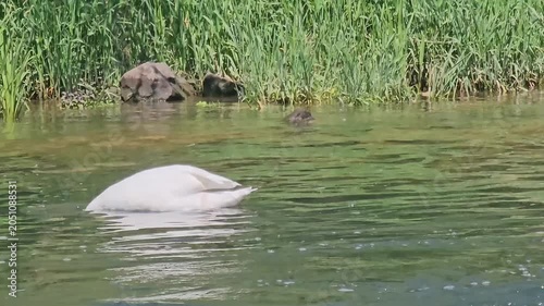 Swans fishing on a river on a sunny summer day in the wild