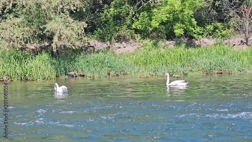 Swans fishing on a river on a sunny summer day in the wild