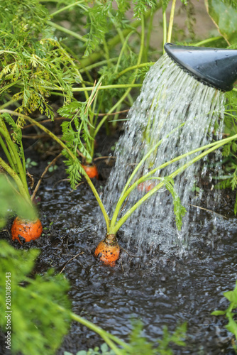Watering carrot vegetable plants close up, growing carrots vegetables on garden bed in garden