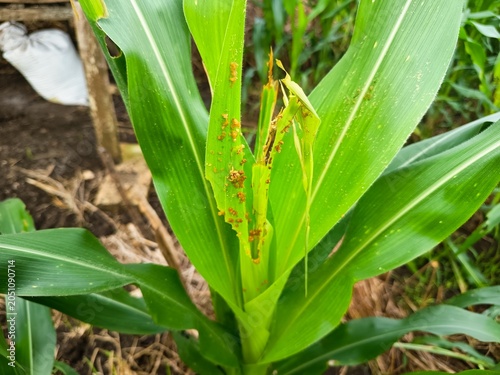 Close up of young maize or corn leaves damaged by fall armyworm caterpillars pest infection in the agricultural field.