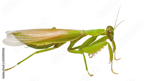 Tableau sur toile Green praying mantis insect with translucent wings and spiky legs