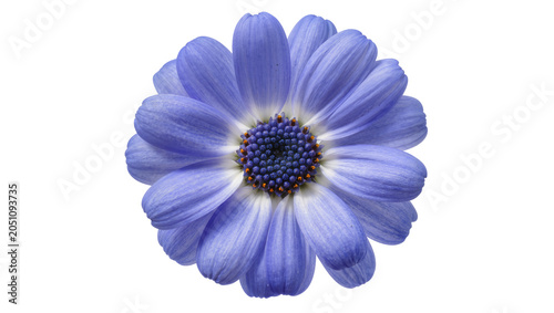 Tableau sur toile Blue daisy flower with dark center and orange stamen
