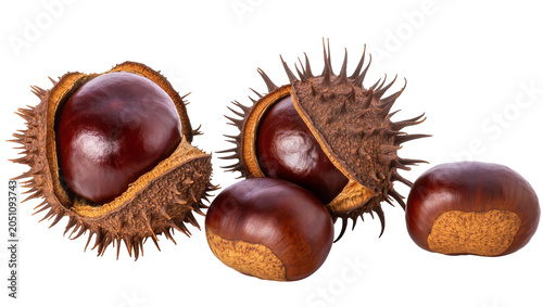 Fotografija Horse Chestnuts in Spiky Husks and Smooth Shells