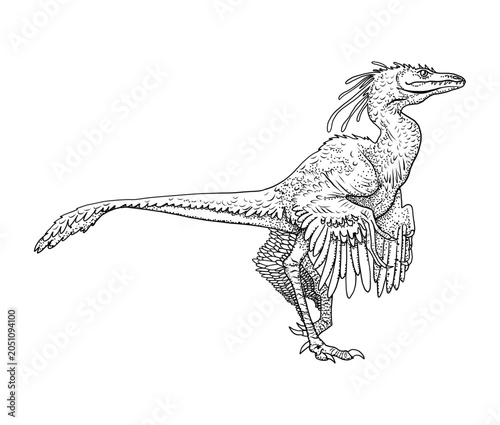 Microraptor dinosaur vintage engraved realistic detailed illustration