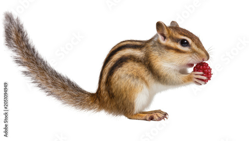 Φωτογραφία Chipmunk eating a red berry with striped fur and bushy tail