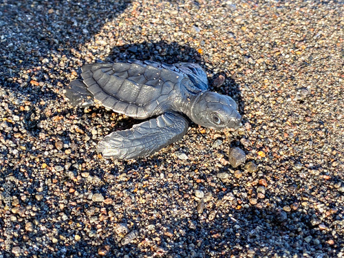 Quadro su tela Newly hatched sea turtle hatchlings crawl across the sandy beach toward the ocean as large waves crash along the shore
