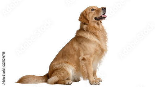 Schilderij op canvas Golden Retriever dog sitting attentively, looking up with tongue out