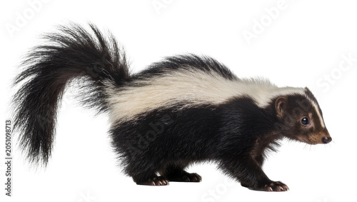 Cuadro en lienzo Black and white skunk with bushy tail walking