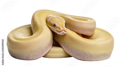 Принти на полотні Albino Ball Python coiled with head visible