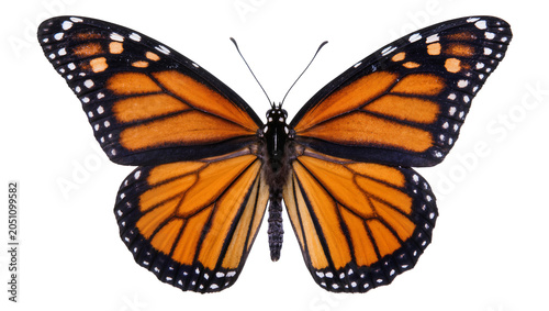Monarch butterfly with orange black, and white wings spread