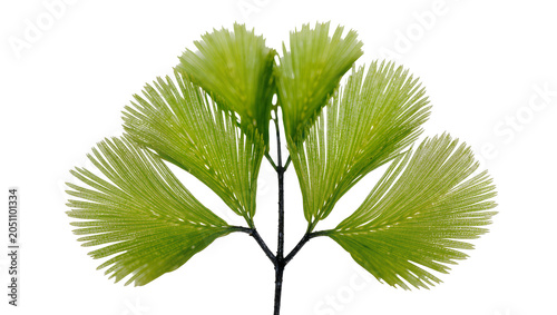 Quadro em tela Green fern frond with delicate feathery leaves