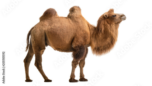 Фотография Dromedary camel with one hump brown fur, standing profile view