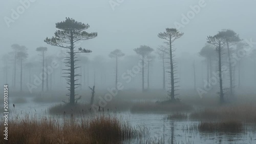 misty swamp forest with tall pine trees time-lapse scene