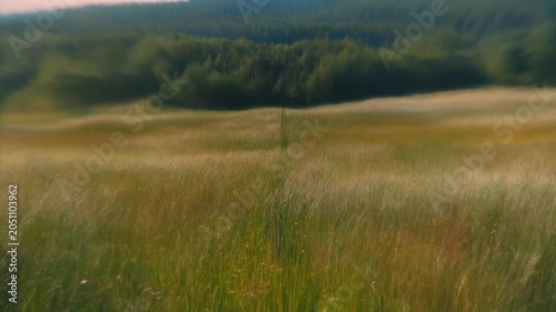 serene golden grassland landscape with gentle wind motion