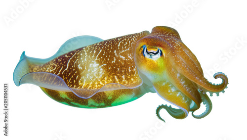Fotografie Cuttlefish with intricate patterned skin and large eye