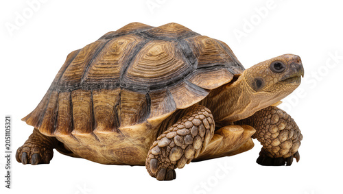 Εκτύπωση καμβά Sulcata tortoise reptile with textured shell and scaly legs