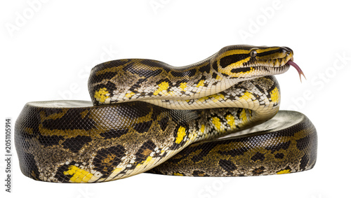 Obraz na płótnie Python snake coiled with yellow and black markings