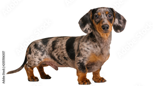 Fotografija Dachshund dog with dapple coat standing