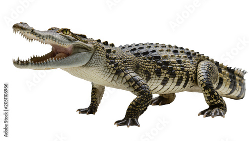 Φωτογραφία Crocodile with open mouth showing sharp teeth and yellow eyes