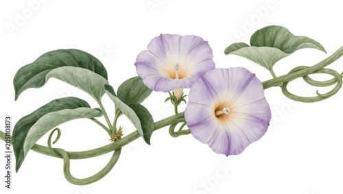 Εκτύπωση καμβά Two light purple morning glory flowers with green leaves and vine