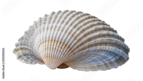Fotografie Ribbed seashell with beige white, and blue hues