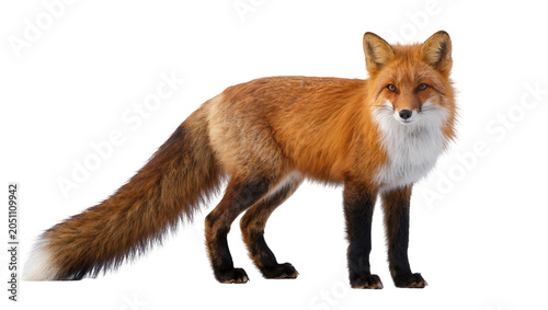 Obraz na plátne Red fox with bushy tail and white chest standing