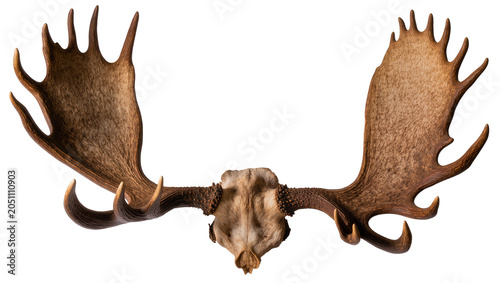 Fotografie Moose Antlers Skull Trophy Mounted