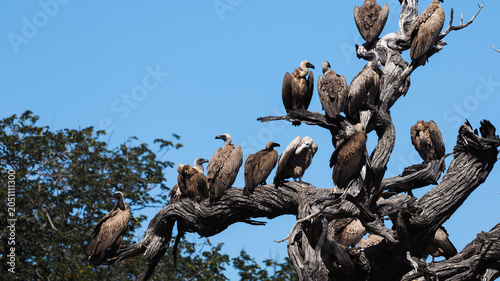 Εκτύπωση καμβά Vultures perched on a dead tree in Chobe National Park under clear blue sky