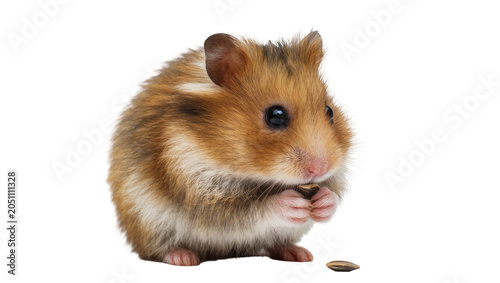 Принти на полотні Syrian hamster eating a sunflower seed