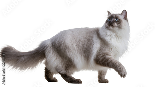 Obraz na płótnie Ragdoll cat walking with blue eyes and fluffy fur