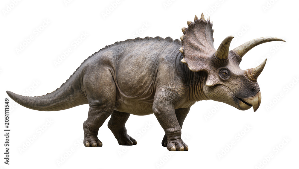 Fototapeta premium Triceratops dinosaur with three horns and frill