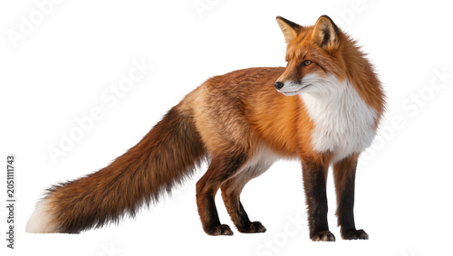 Fotografija Red fox standing with bushy tail and white chest