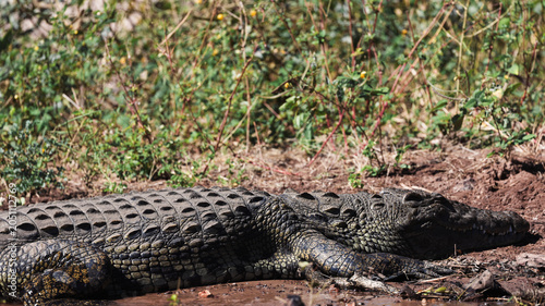 Schilderij op canvas Crocodile basking in the sun at Chobe National Park during midday hours