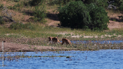 Canvas Print Antelopes grazing near the riverbank in Chobe National Park during a sunny after