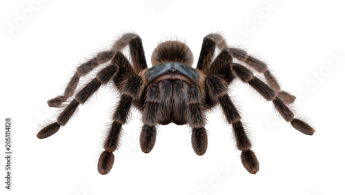Quadro su tela Hairy brown tarantula spider with eight legs