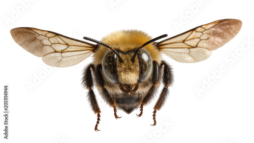 Foto Bumblebee with spread wings, detailed macro view