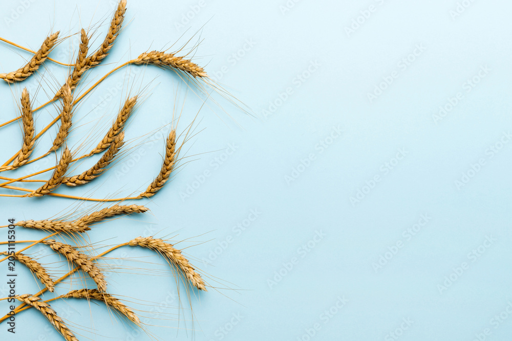 Obraz premium Sheaf of wheat ears close up and seeds on colored background. Natural cereal plant, harvest time concept. Top view, flat lay with copy space. world wheat crisis