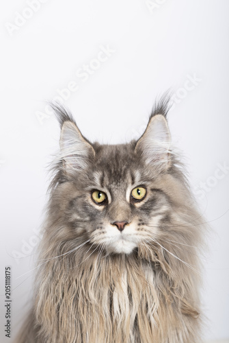Porträt einer Maine Coon Katze