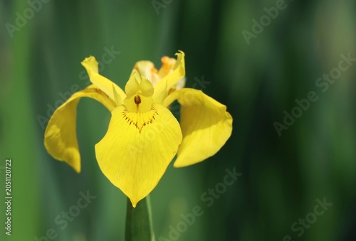 Schilderij op canvas Iris pseudacorus (yellow flag, yellow iris, water flag)