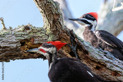 Valokuva Pileated woodpeckers (Dryocopus pileatus)—seemingly a parent and its offspring—i