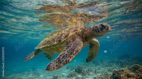 Quadro em tela Green sea turtle gliding beneath the surface off Molokaʻi
