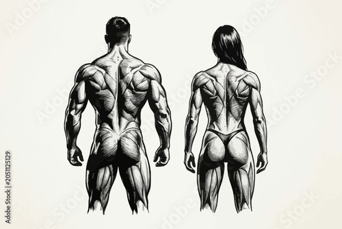 Bodybuilder back muscles anatomy sketch of male and female athletes