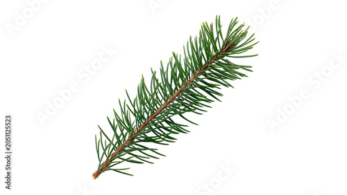 Foto Green coniferous pine or spruce tree branch needle details isolated on transpare
