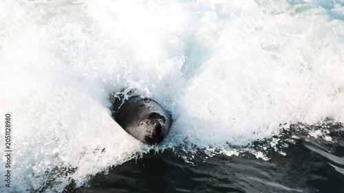 Photography Seals swimming in waves at Walvis Bay Namibia during sunny afternoon light