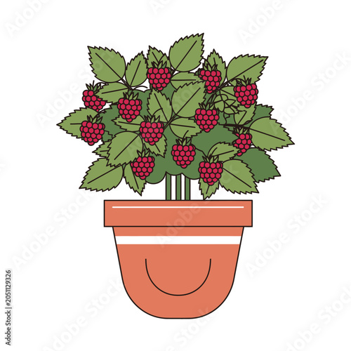 Potted raspberry plant with ripe red berries in a terracotta container
