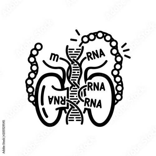 Simple black line drawing of kidneys with dna helix and rna molecules in medical illustration