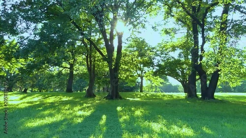 緑の森　太陽光