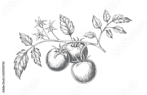 Tomato plant composition in classic monochrome engraving.
