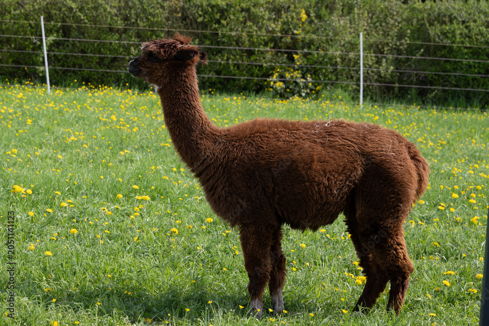 Fototapeta premium alpaka tier natur lama